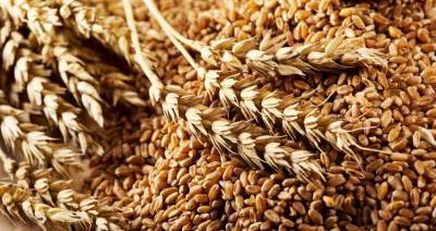 В Беларуси зерна будет на 1,5 миллиона тонн больше прошлогоднего