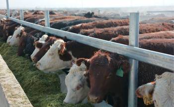 Крупнейший сельскохозяйственный кластер Узбекистана Jizzax Organiс реализует ряд мер по снижению себестоимости мяса