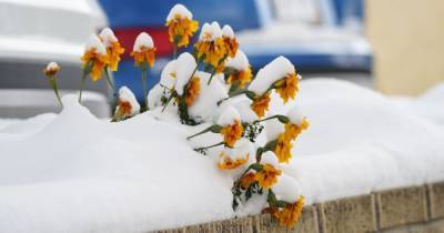 Прогноз погоды на 24 ноября: в Украину возвращаются дожди и мокрый снег