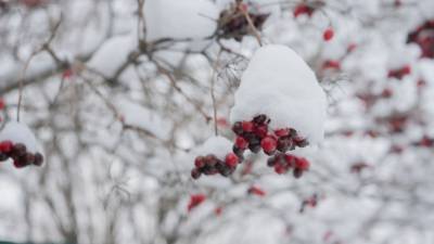 Снег может сохраниться: Вильфанд рассказал о погоде в Центральной части России
