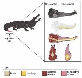 Учёные доказали, что аллигаторы могут регенерировать конечности