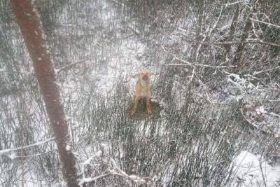 Неизвестный связал лапы собаке и бросил её в яму в Тверской области