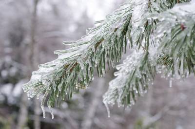 Последствия потепления: в Карелию идет ледяной дождь