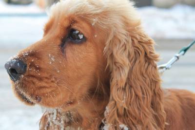 Как подготовить собаку к зиме: советы кинологов