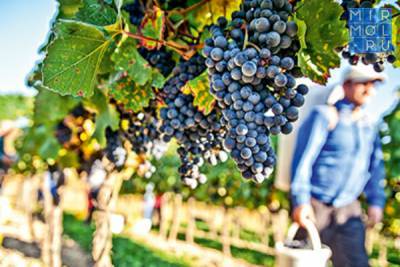 Дагестан в 2021 году планирует на 2,4% увеличить сбор урожая винограда