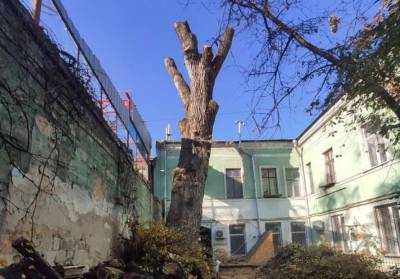 В Одессе уничтожили знаменитый пушкинский тополь