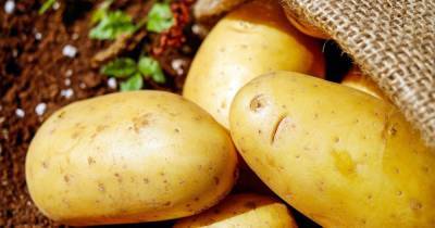 Украина существенно увеличила импорт картофеля