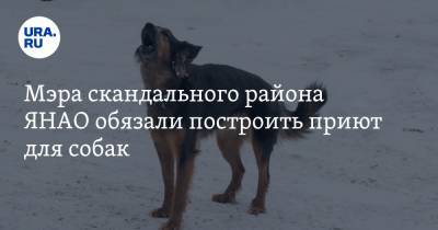 Мэра скандального района ЯНАО обязали построить приют для собак - ura.news - окр. Янао - район Шурышкарский