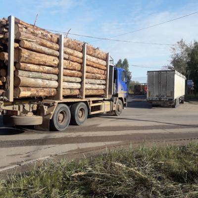 Госэкоинспекция выявила незаконную вырубку деревьев в Винницкой области: более 10 миллионов гривен ущерба
