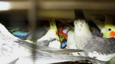 В Петербург привезли 314 попугаев из Краснодара
