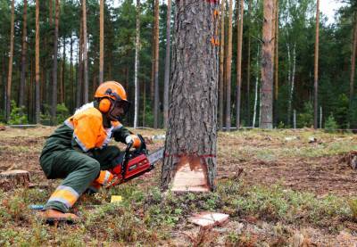 Если место работы – лес: как охраняется труд работников лесной отрасли?