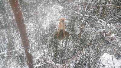 В Тверской области собаку выбросили в канаву со связанными лапами