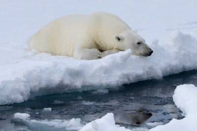 Ущерб от потепления в Арктике может составить до 9 трлн рублей