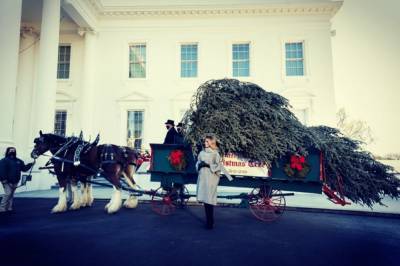 Праздничную ель доставили в Белый дом