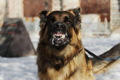 В Смоленской области бешеная собака заразила пятерых человек