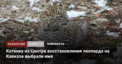 Котенку из Центра восстановления леопарда на Кавказе выбрали имя