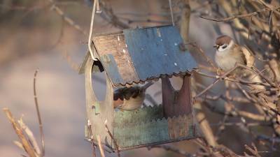 Никакого хлеба: чем кормить зимующих птиц в московских парках