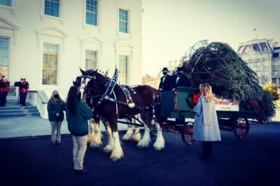 Мелания Трамп на пороге Белого дома встретила рождественскую ель