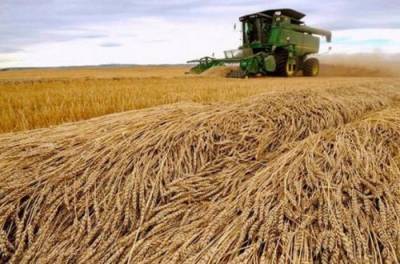 Урожай зерновых в этом году порадовал украинцев