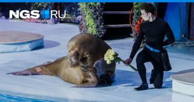 Сегодня отмечают День моржа — в Новосибирске нашлась одна моржиха. 10 фото забавной звезды дельфинария - ngs.ru - Новосибирск