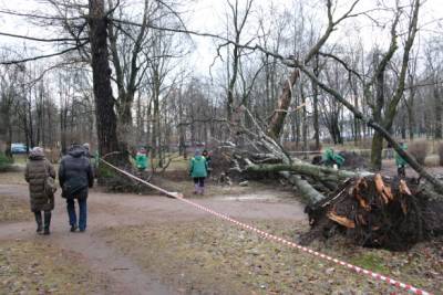 Петербургские сады и скверы открыли после штормового предупреждения