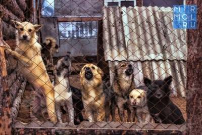 В Дербенте за 53 млн рублей построят приют для животных