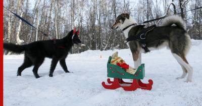 Кинологи объяснили, как подготовить собаку к зиме