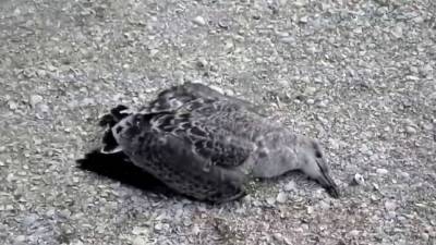 Массовая гибель птиц в резервате "Акжайык" произошла из-за пастереллёза