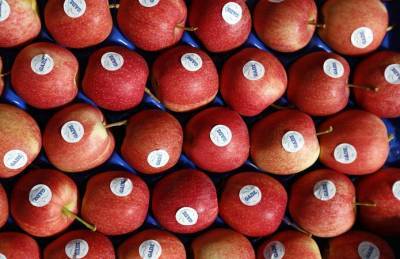 Гадз экспортирует яблоки в Великобританию