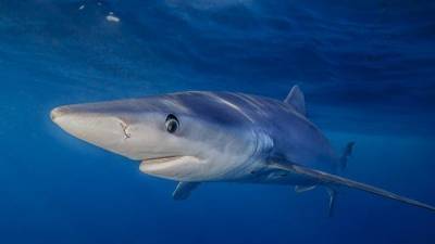 «Это не выдра»: в США голубая акула заблудилась в болоте