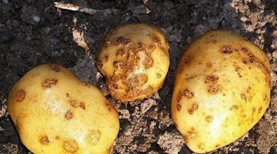 В Тверской области оссельхознадзор контролирует состояние посадок картофеля