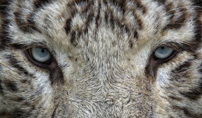СМИ: В крымском сафари-парке «Тайган» гибнут животные