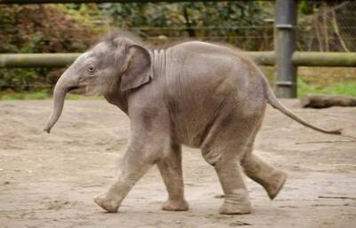 Слоненок, которого поймали на «краже», скрылся за столбом: смешное фото