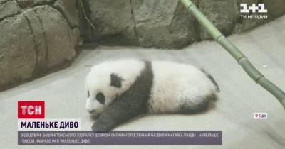 В Вашингтоне посетители зоопарка выбрали имя для новорожденной в условиях пандемии панды