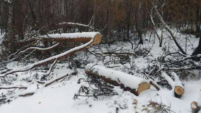 На Луганщине на местах пожаров орудуют «черные лесорубы»