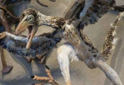 Ученые обнаружили в Антарктиде окаменелости необычных птиц