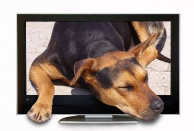 Эксперты выяснили, что собаки и кошки видят в телевизоре