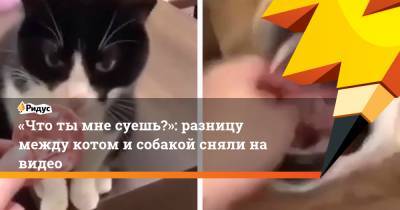 «Что ты мне суешь?»: разницу между котом и собакой сняли на видео