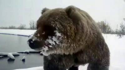 В Южно-Камчатском заповеднике в объектив фотоловушки попал бурый медведь
