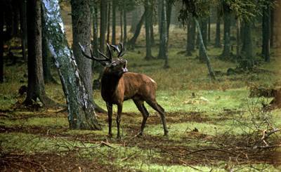 Der Spiegel (Германия): в Чехии олень отнял ружье у охотника и унес его в лес