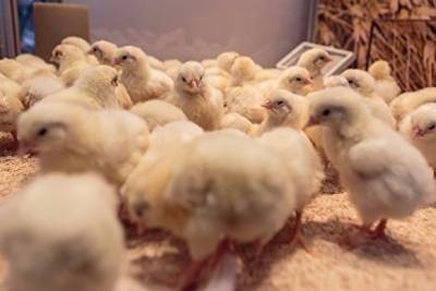 В ХМАО обнаружили «птичий грипп», полностью ликвидировали ферму