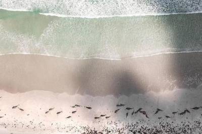 В Новой Зеландии на берег выбросились более 100 чёрных дельфинов и афалин