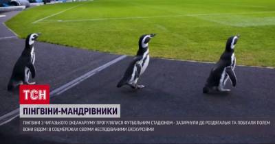 Звезды соцсетей: пингвины из чикагского океанариума прогулялись футбольным стадионом
