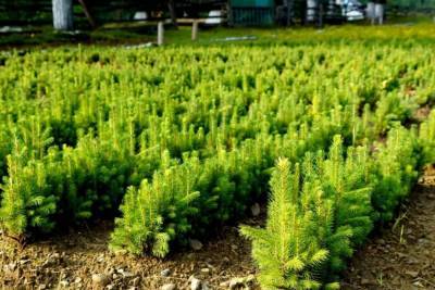 АО «Транснефть-Верхняя Волга» в 2020 году высадило почти 200 тыс. деревьев в регионах деятельности