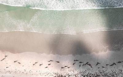 Более 100 дельфинов выбросились на берег Новой Зеландии. Все животные погибли
