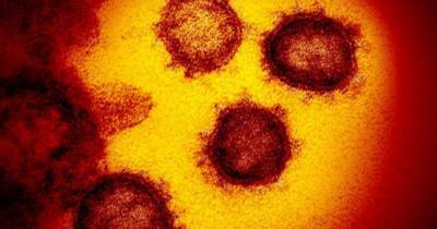 Двоюродный брат SARS-CoV-2. Родственник нового коронавируса впервые найден за пределами Китая