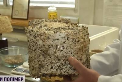 Херсонские ученые изобрели уникальный пластик из грибов