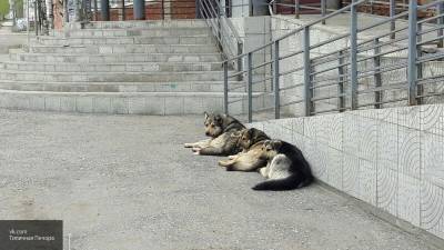 Лапа помощи, или Как спасти бездомных собак через Авито