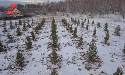 В Челябинске продолжается озеленение. Снос вокруг аэропорта компенсировали елями
