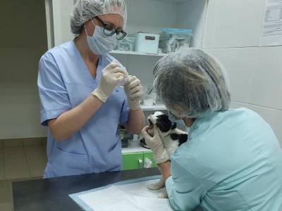 Первые два ветеринарных прививочных кабинета открылись в Нижнем Новгороде